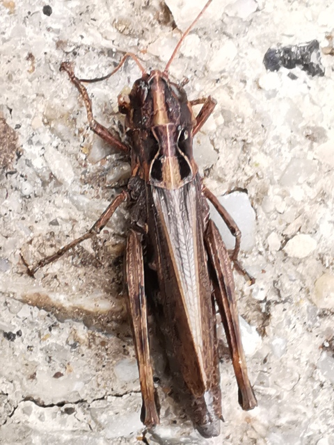 Omocestus haemorrhoidalis - barna tarlósáska