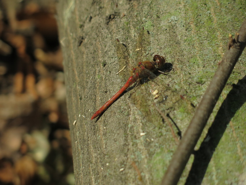 Sympetrum striolatum/vulgatum