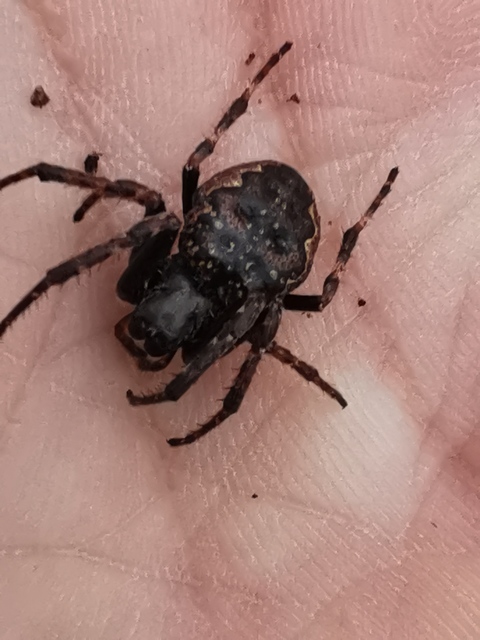 Nuctenea umbratica - közönséges rés-keresztespók