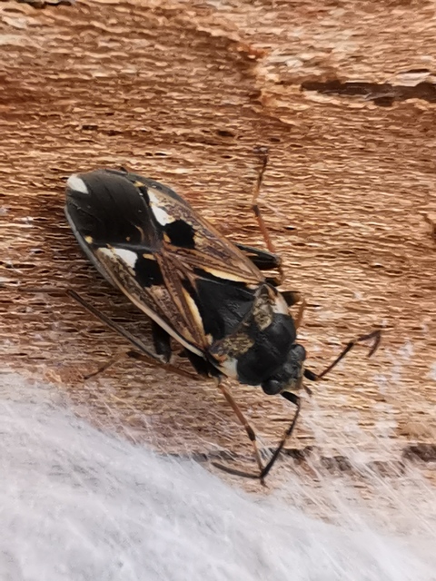 Rhyparochromus vulgaris - közönséges díszesbodobács