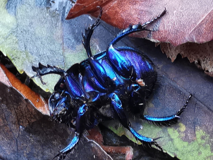 Anoplotrupes stercorosus - erdei álganéjtúró