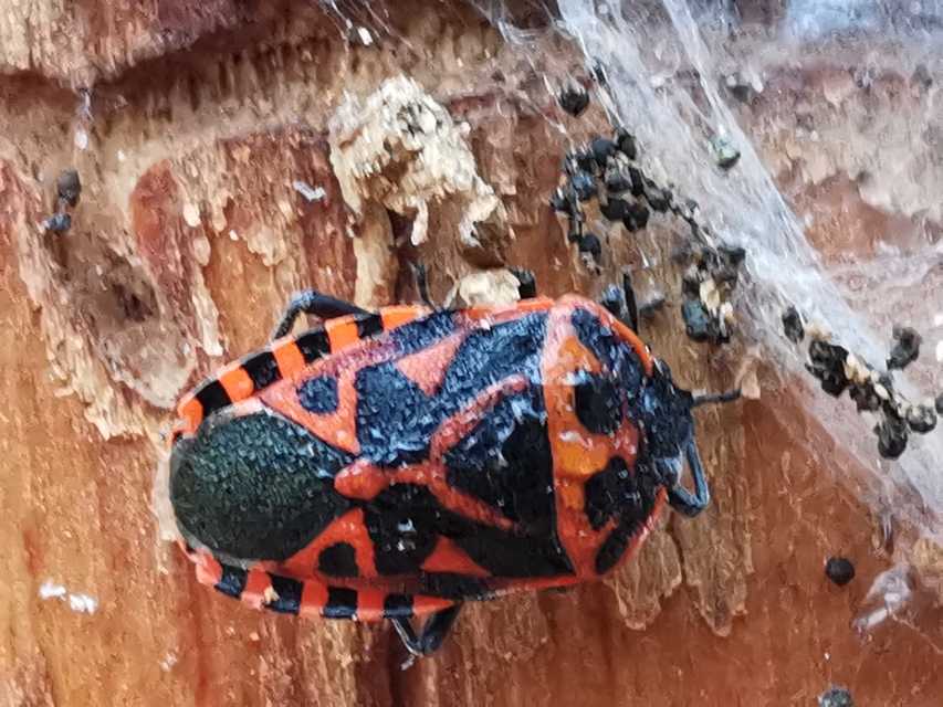 Eurydema