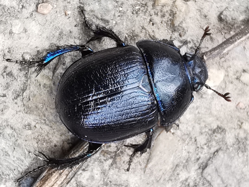 Anoplotrupes stercorosus - erdei álganéjtúró