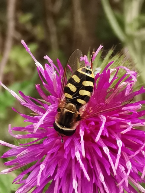 Eupeodes
