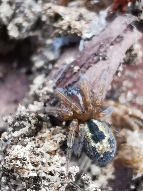 Amaurobius fenestralis - ablakos eretnekpók