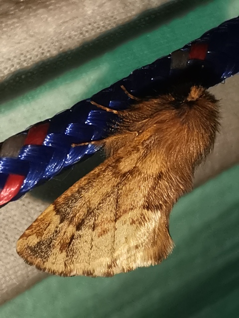 Ptilophora plumigera - tollas púposszövő