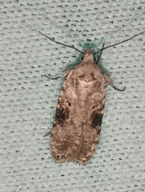 Agonopterix alstromeriana - bürök-laposmoly