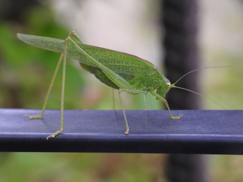 Phaneroptera nana - pontozott repülőszöcske