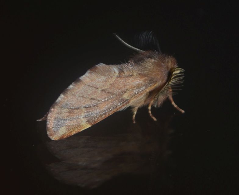 Ptilophora plumigera - tollas púposszövő