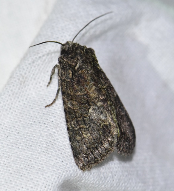 Dryobotodes monochroma - szürke tölgybagoly