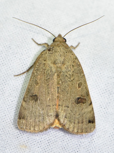 Noctua orbona - foltos sárgafűbagoly