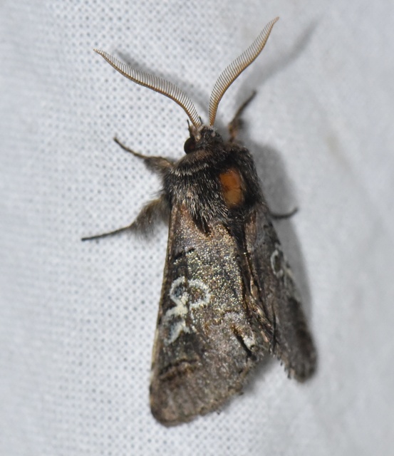 Diloba caeruleocephala - őszi kékesbagoly