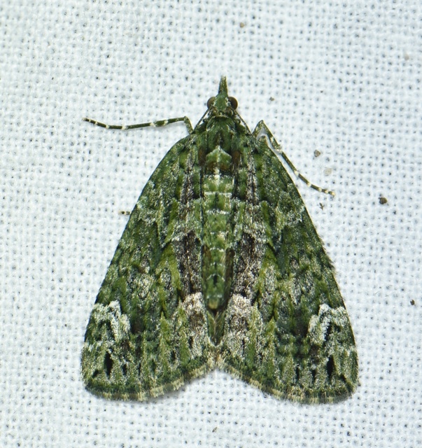Chloroclysta siterata - salátazöld araszoló