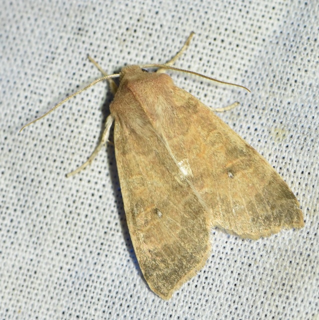 Cirrhia ocellaris - fakó sárgabagoly