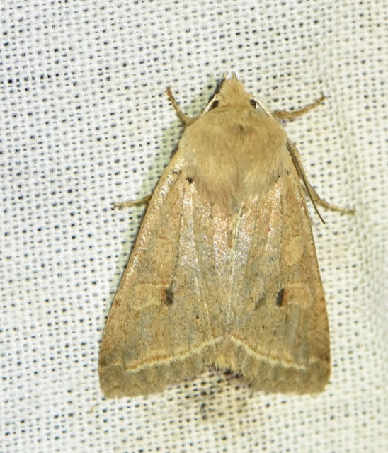 Leptologia macilenta - gyertyán-őszibagoly