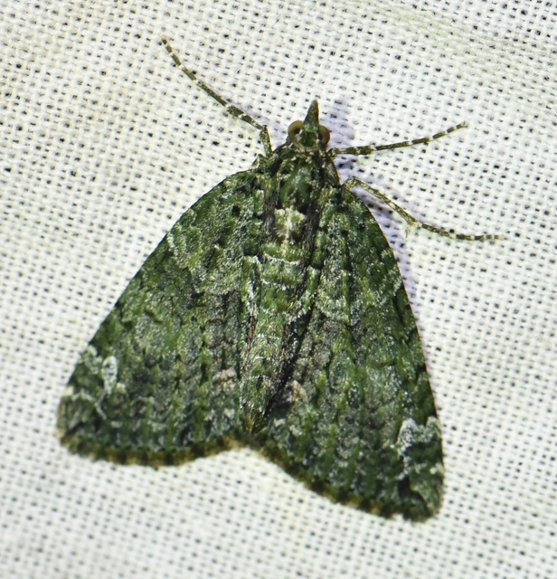 Chloroclysta siterata - salátazöld araszoló