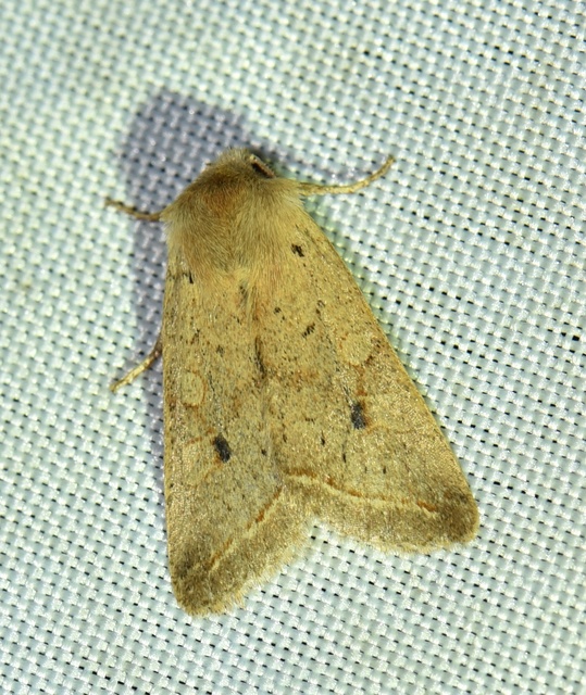 Leptologia macilenta - gyertyán-őszibagoly