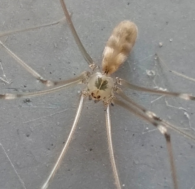 Pholcus phalangioides - nagy álkaszáspók Pholcus phalangioides - nagy álkaszáspók