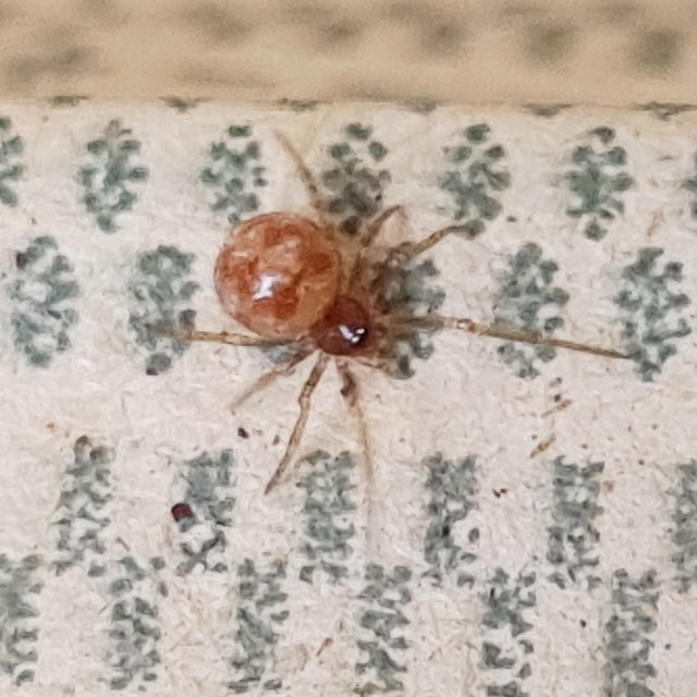Linyphia triangularis - háromszöges vitorláspók