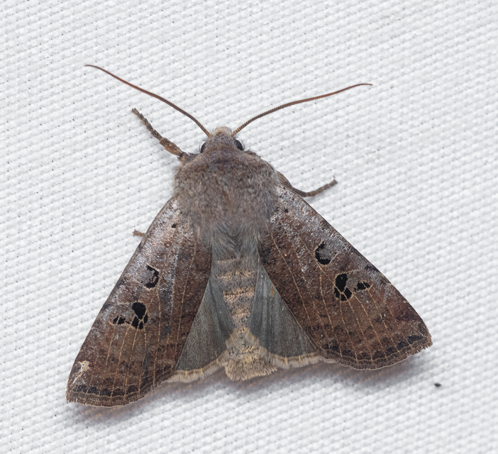 Conistra rubiginosa - szürke télibagoly