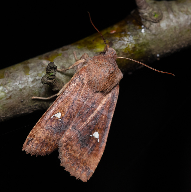 Eupsilia transversa - holdacskás télibagoly