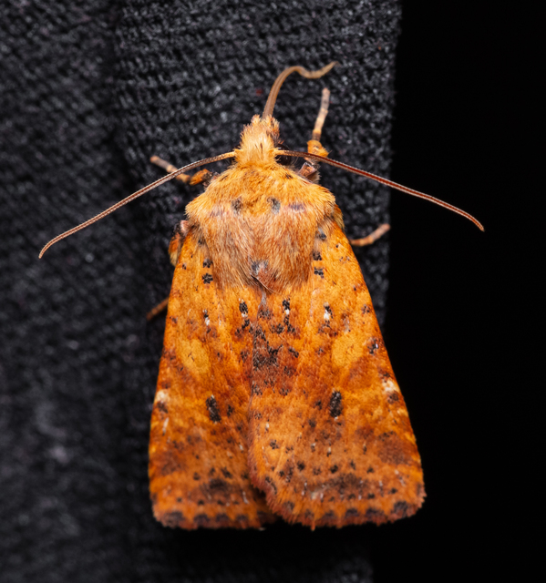 Conistra rubiginea - vörös őszibagoly