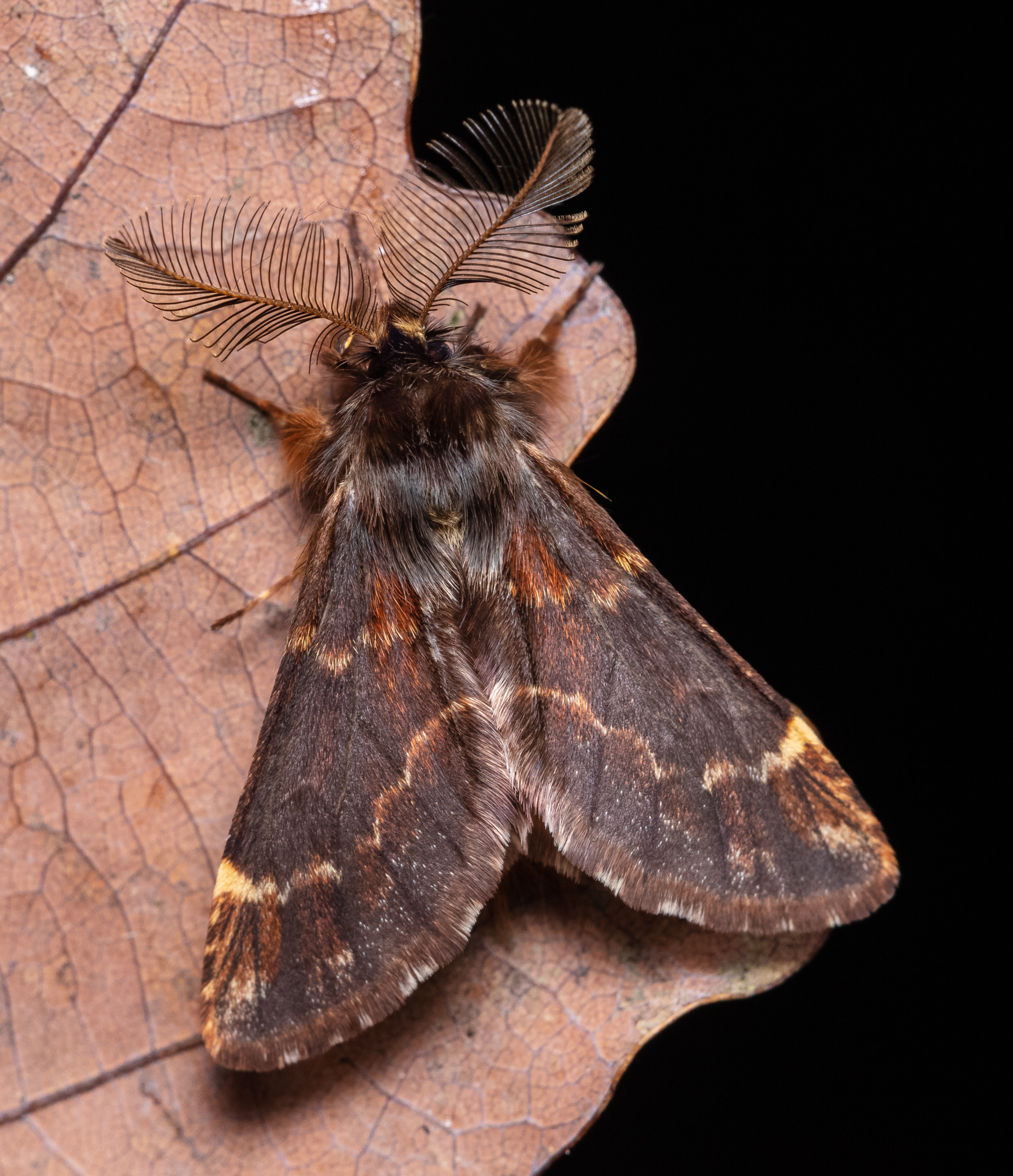 Ptilophora plumigera - tollas púposszövő