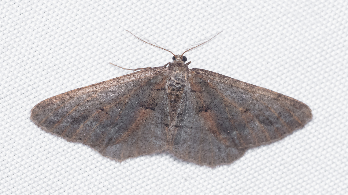 Agriopis bajaria - kökény-téliaraszoló