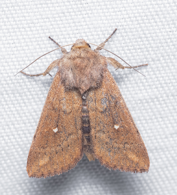 Mythimna albipuncta - fehérpettyes rétibagoly