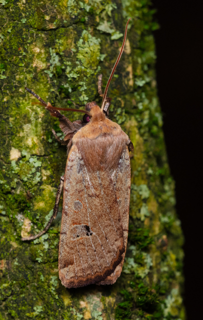 Conistra erythrocephala - vörösfejű őszibagoly