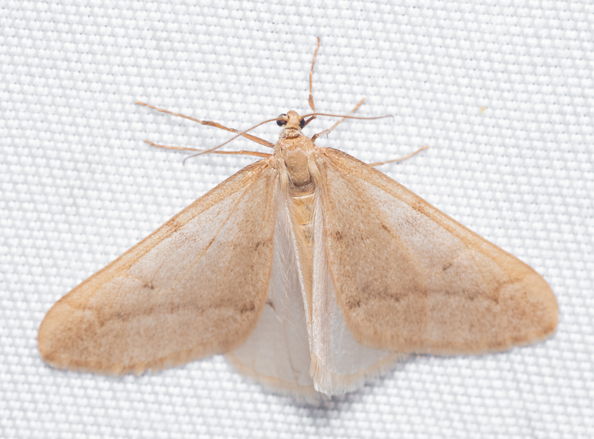 Alsophila aceraria - juhararaszoló