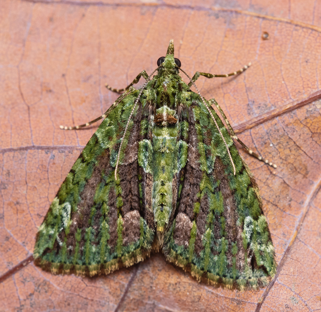 Chloroclysta siterata - salátazöld araszoló