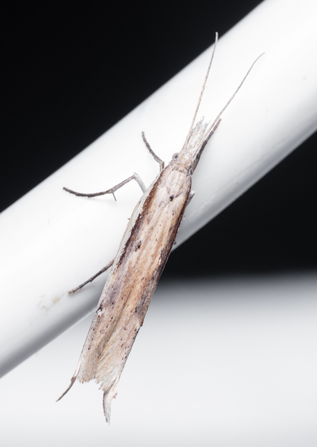 Ypsolopha mucronella - kecskerágómoly