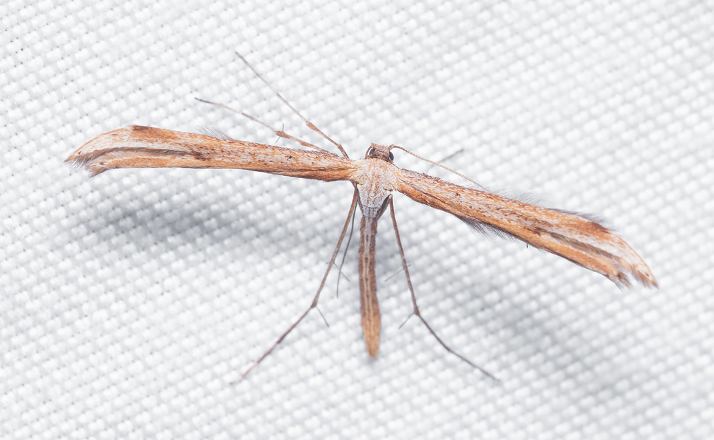 Pterophoridae - tollasmolyfélék