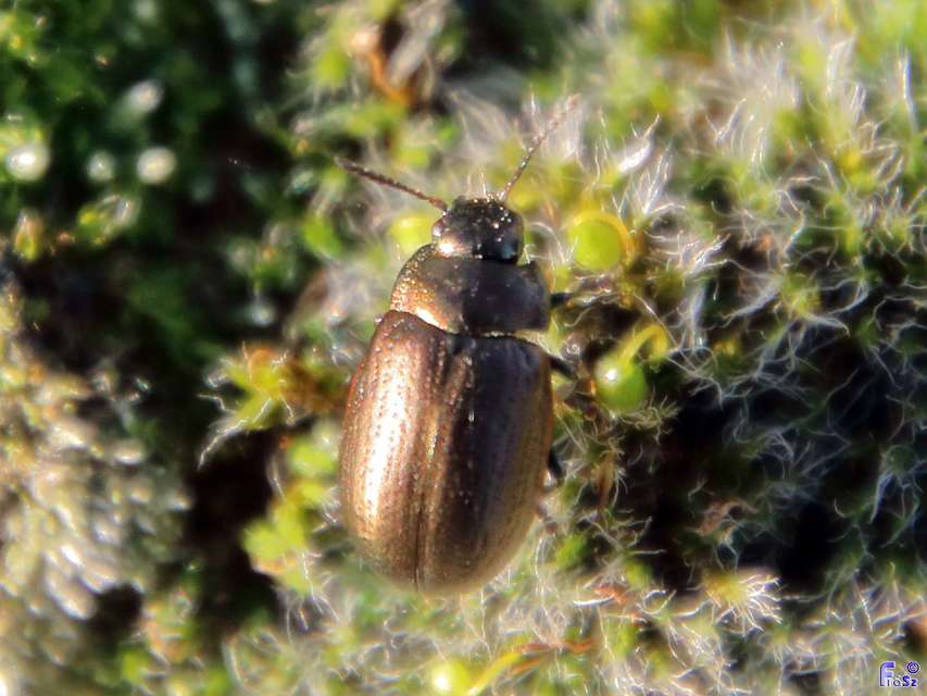 Chrysolina marginata - nyúlánk szegélyeslevelész
