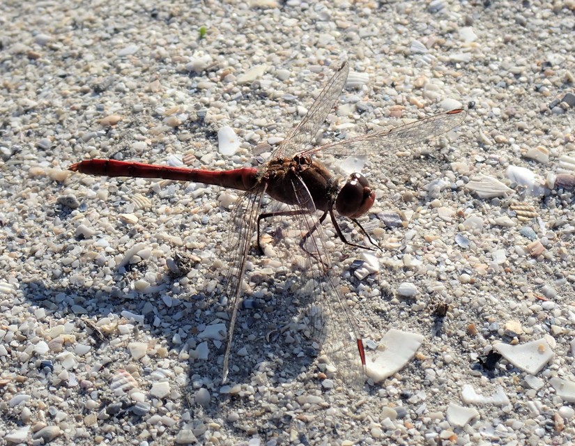 Sympetrum vulgatum - barkós katona-szitakötő