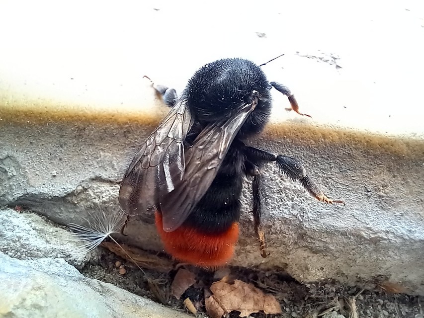 Bombus lapidarius - kövi poszméh