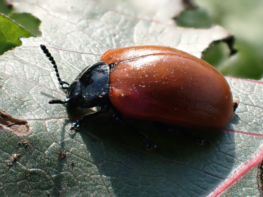 Chrysomela populi - nagy nyárlevelész
