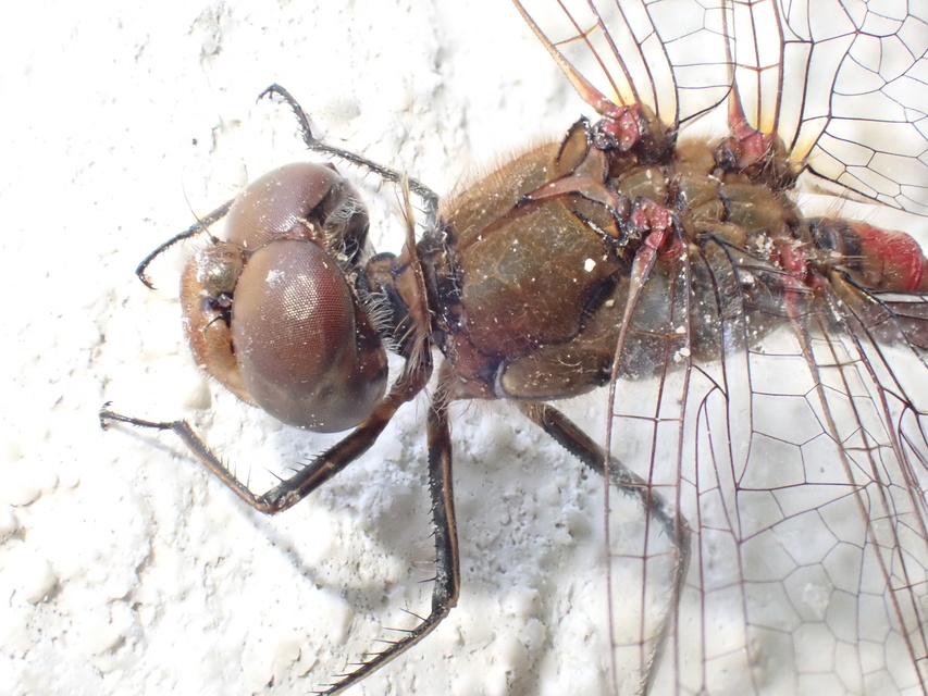 Sympetrum striolatum - harántsávos katona-szitakötő