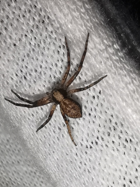 Philodromus