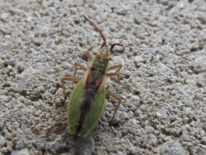 Myrmus miriformis - kurtaszárnyú karimáspoloska