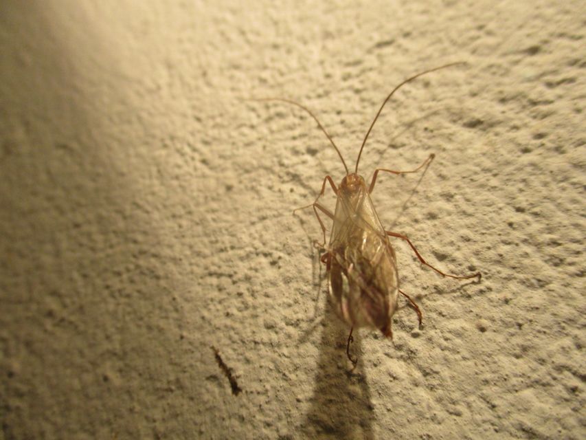 Ophion