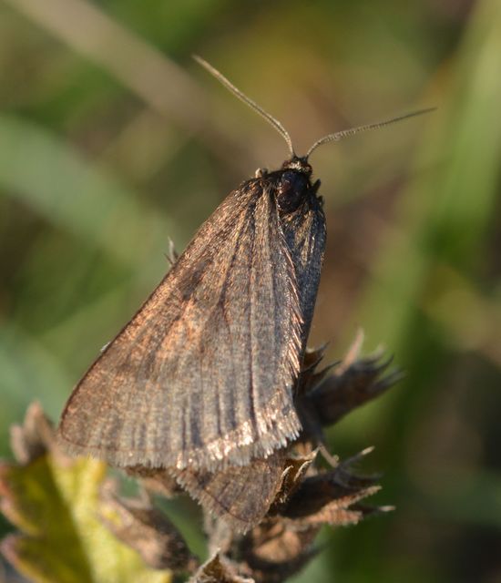 Lignyoptera fumidaria - füstös ősziaraszoló