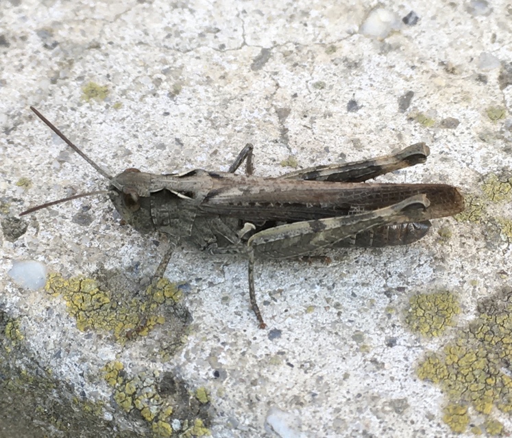 Chorthippus (Glyptobothrus) (subgenus)