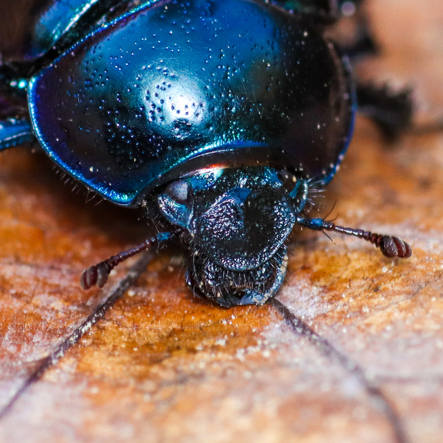 Anoplotrupes stercorosus - erdei álganéjtúró