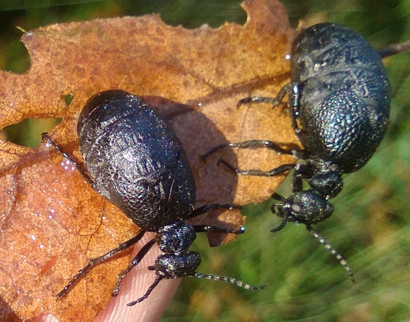 Meloe rugosus - ráncos nünüke