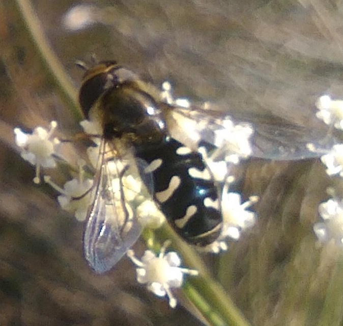 Scaeva pyrastri - gyakori nagyhomlokúlégy