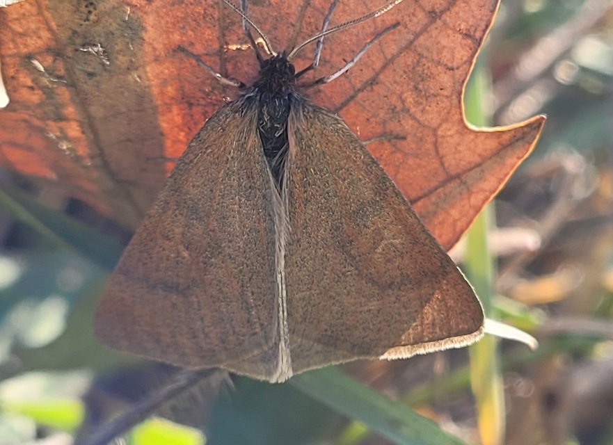 Lignyoptera fumidaria - füstös ősziaraszoló