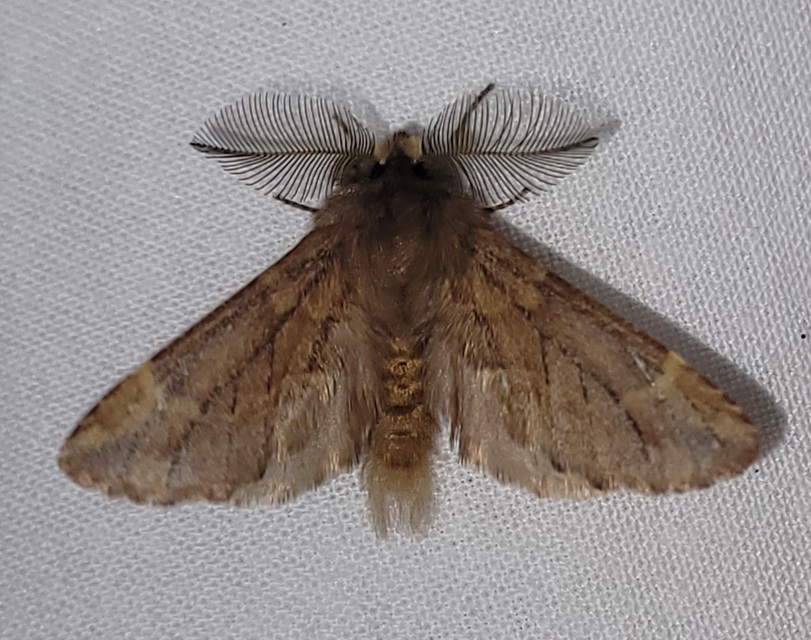 Ptilophora plumigera - tollas púposszövő