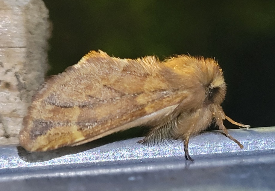 Ptilophora plumigera - tollas púposszövő